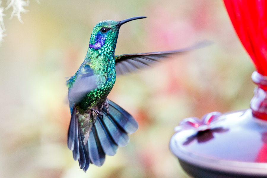 Green Violetear