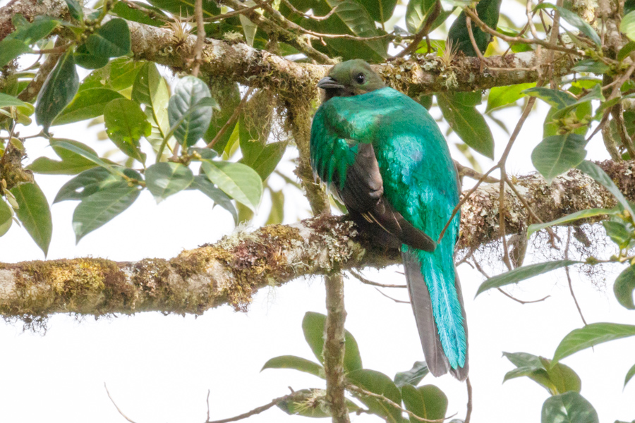 Respendent Quetzel