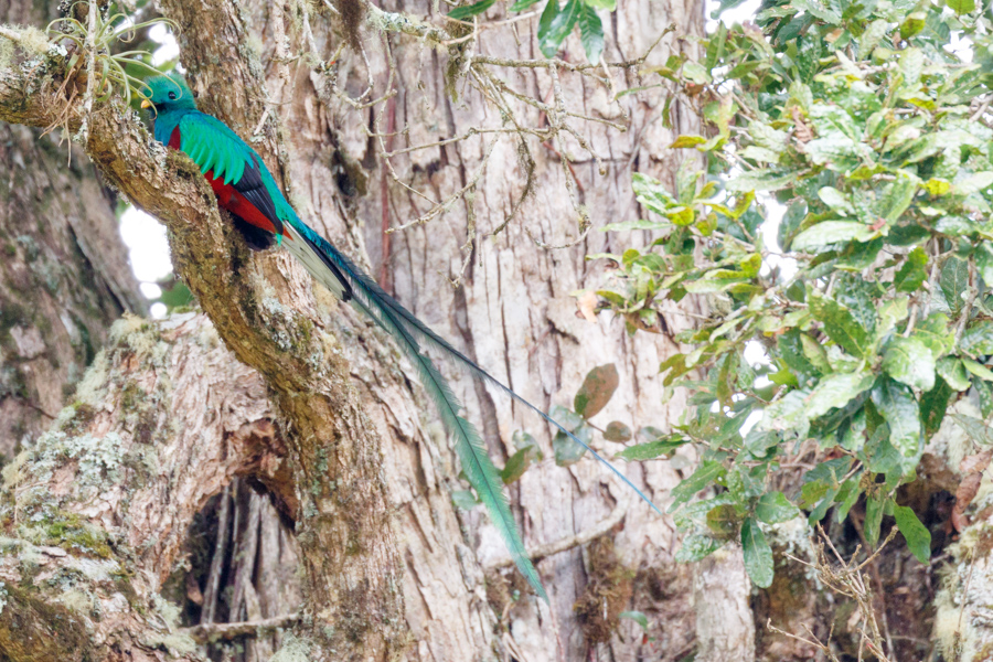 Resplendent Quetzal