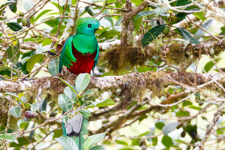 Resplendent Quetzal