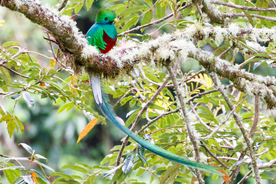 Resplendent Quetzal