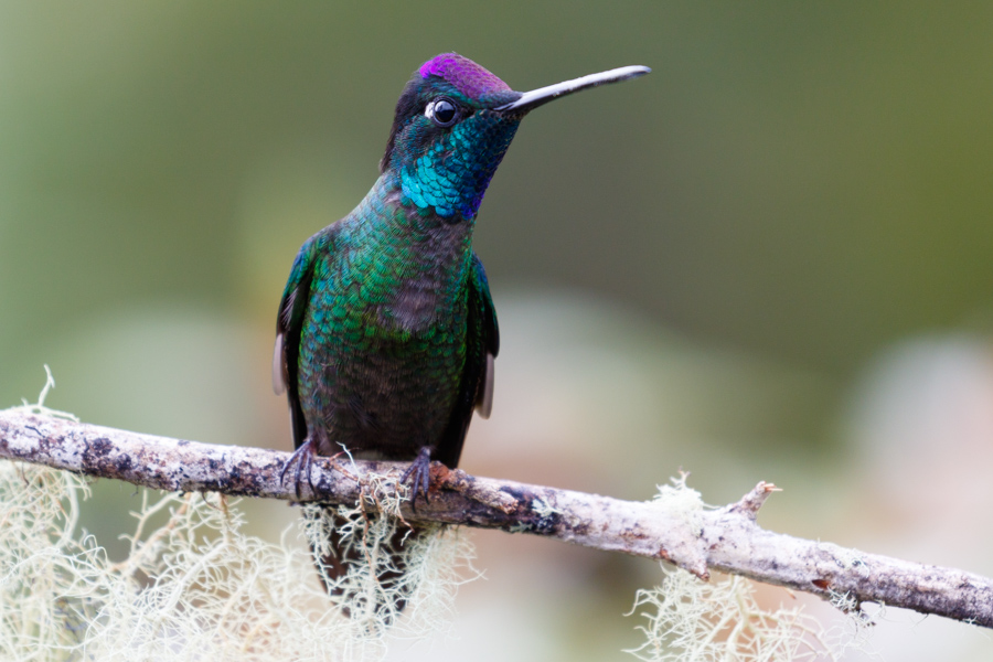 Talamanca Hummingbird