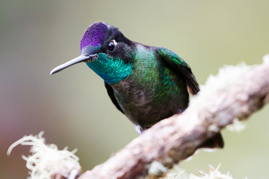 Talamanca Hummingbird