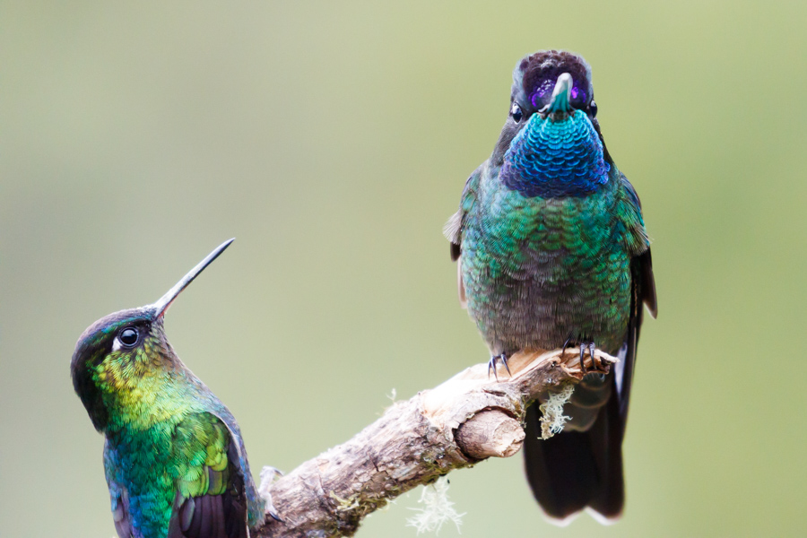 Talamanca Hummingbird and Fiery-throated Hummingbird