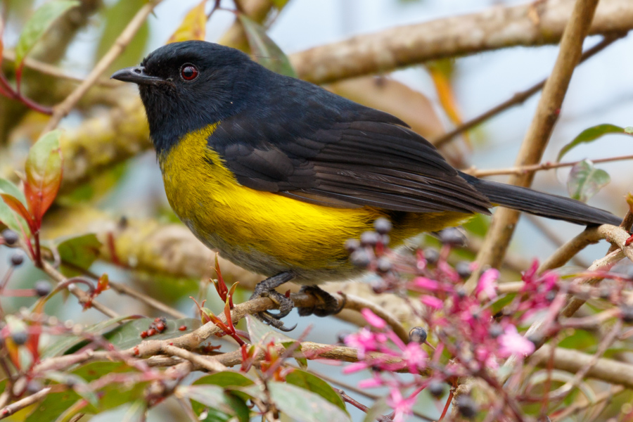 Black-and-yellow Silky-Flycatcher