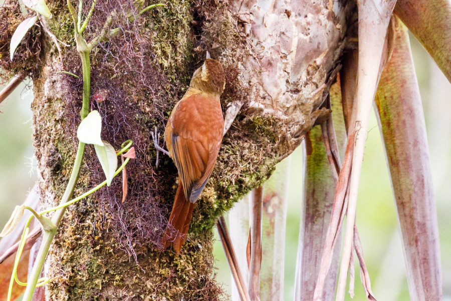 Ruddy Treerunner