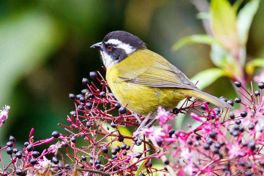 Sooty-capped Chlorospingus