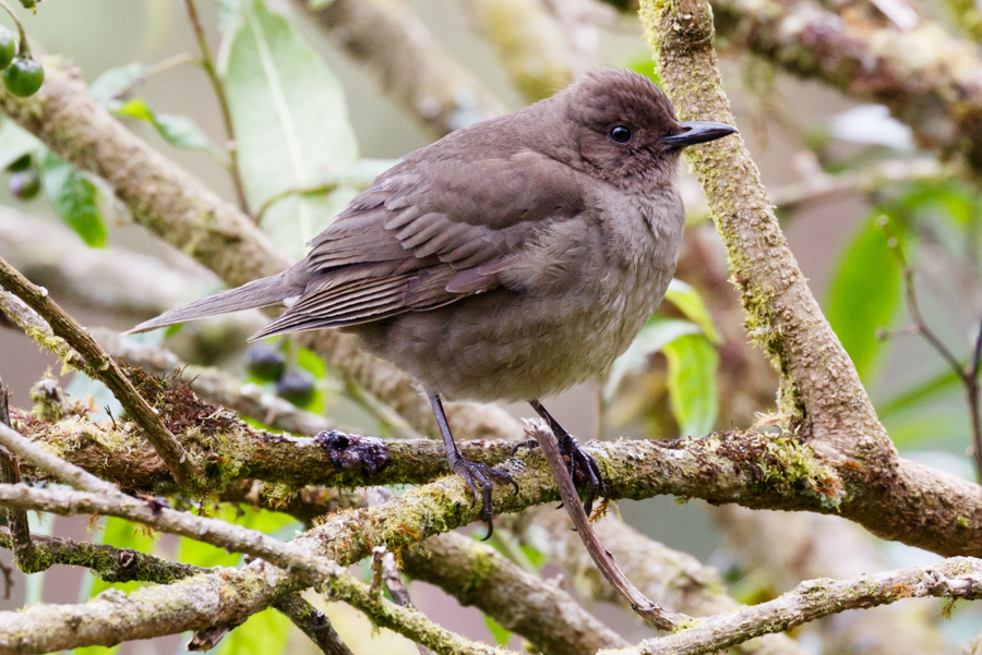 Mountain Thrush