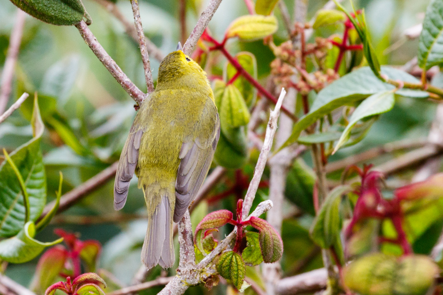 Wilson\'s Warbler