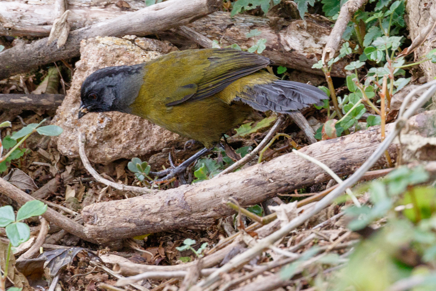 Large-footed Finch