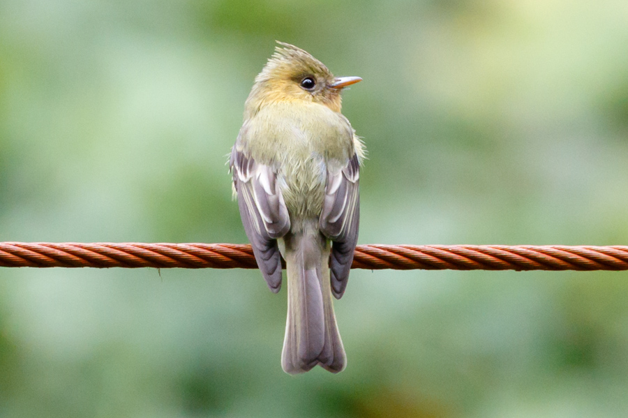 Tufted Flycatcher