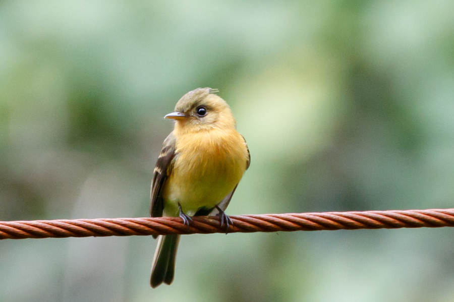 Tufted Flycatcher