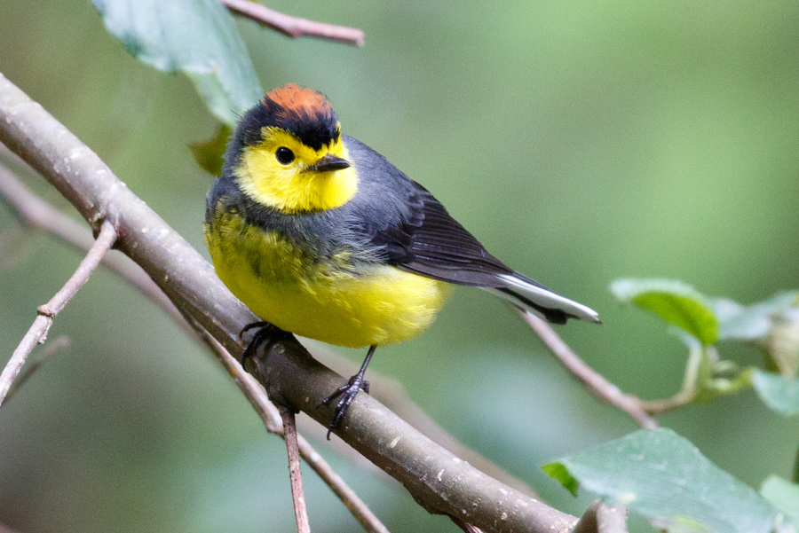 Collared Redstart