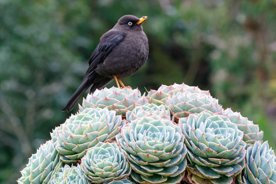 Sooty Thrush