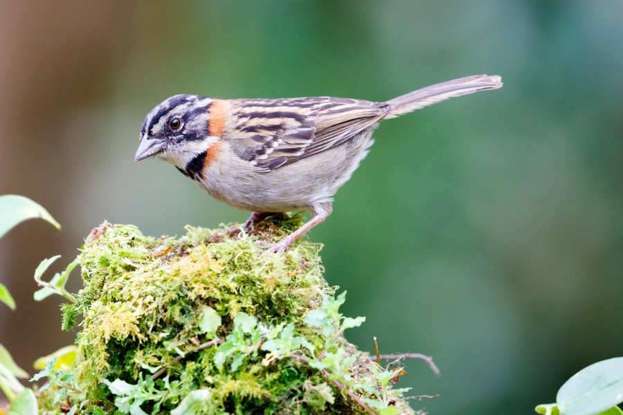 Rufous-collared Sparrow