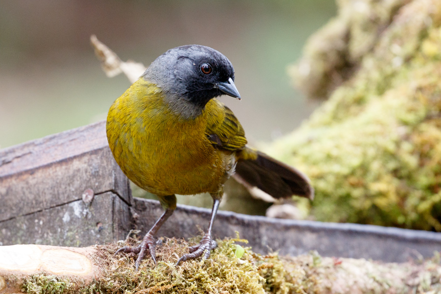 Large-footed Finch