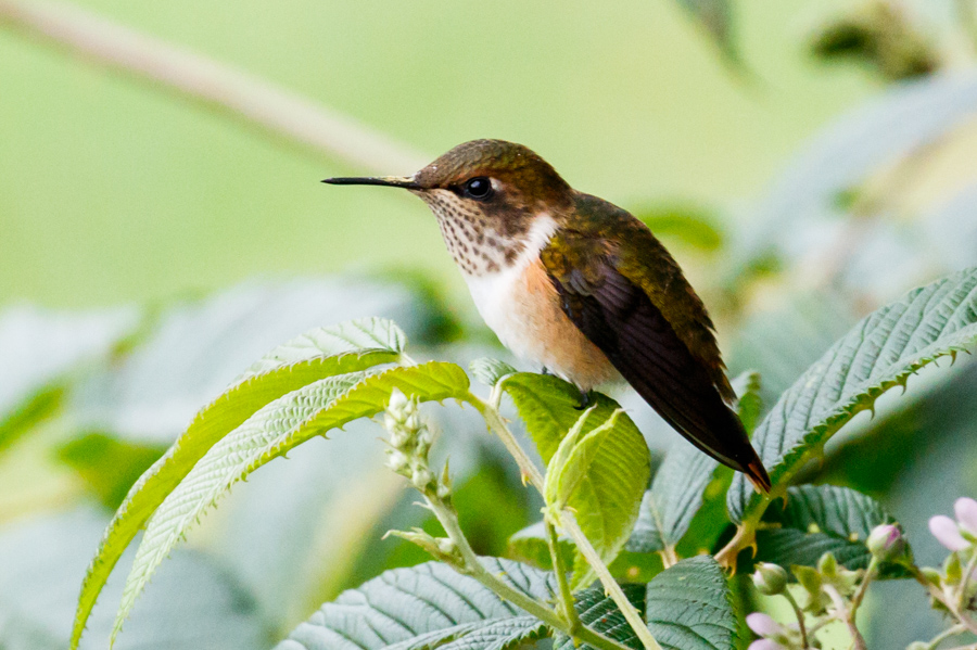 Scintillant Hummingbird