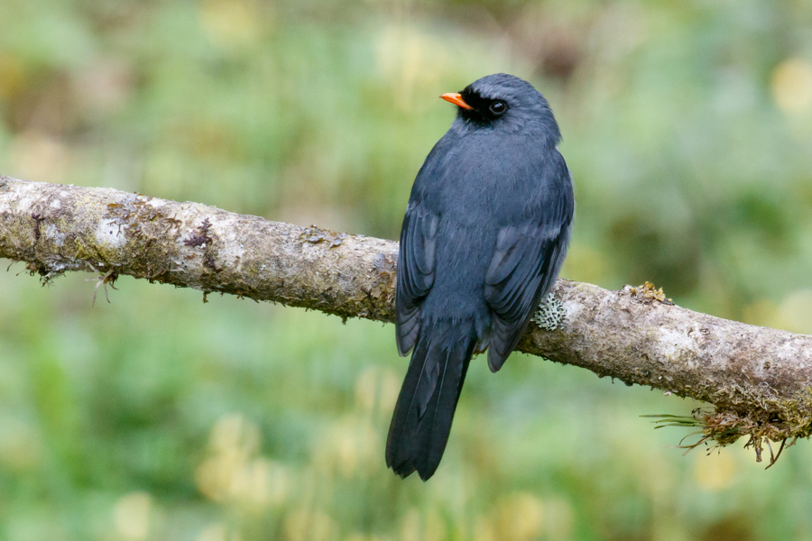 Black-faced Solitaire