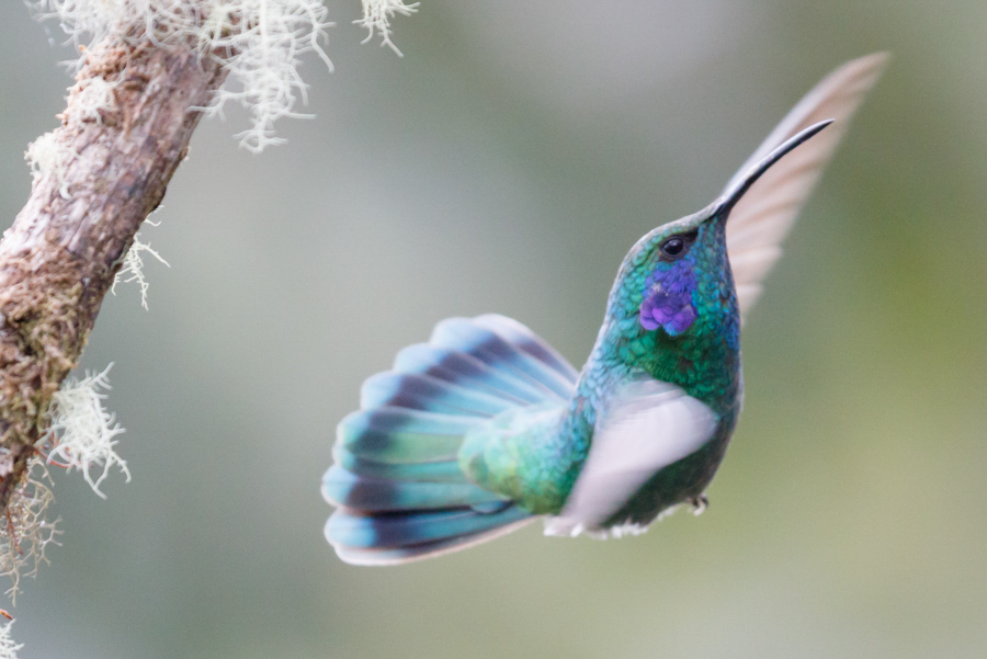 Green Violetear