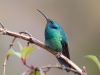 Green Violetear