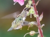 Volcano Hummingbird