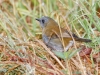 Black-billed Nightingale-Thrush