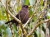 Sooty Thrush