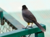 Yellow-thighed Finch