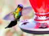 Fiery-throated Hummingbird