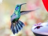 Green Violetear