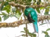 Respendent Quetzel