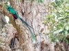 Resplendent Quetzal