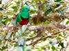 Resplendent Quetzal