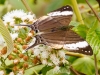 Pansy Daggerwing