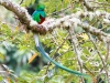 Resplendent Quetzal