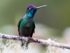 Talamanca Hummingbird