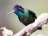 Talamanca Hummingbird