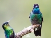 Talamanca Hummingbird and Fiery-throated Hummingbird