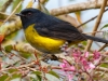 Black-and-yellow Silky-Flycatcher