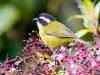 Sooty-capped Chlorospingus