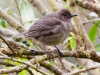 Mountain Thrush