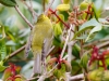 Wilson's Warbler