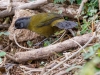 Large-footed Finch