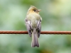 Tufted Flycatcher