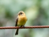 Tufted Flycatcher