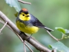 Collared Redstart