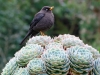 Sooty Thrush