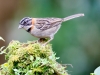 Rufous-collared Sparrow