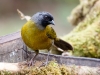 Large-footed Finch