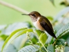 Scintillant Hummingbird